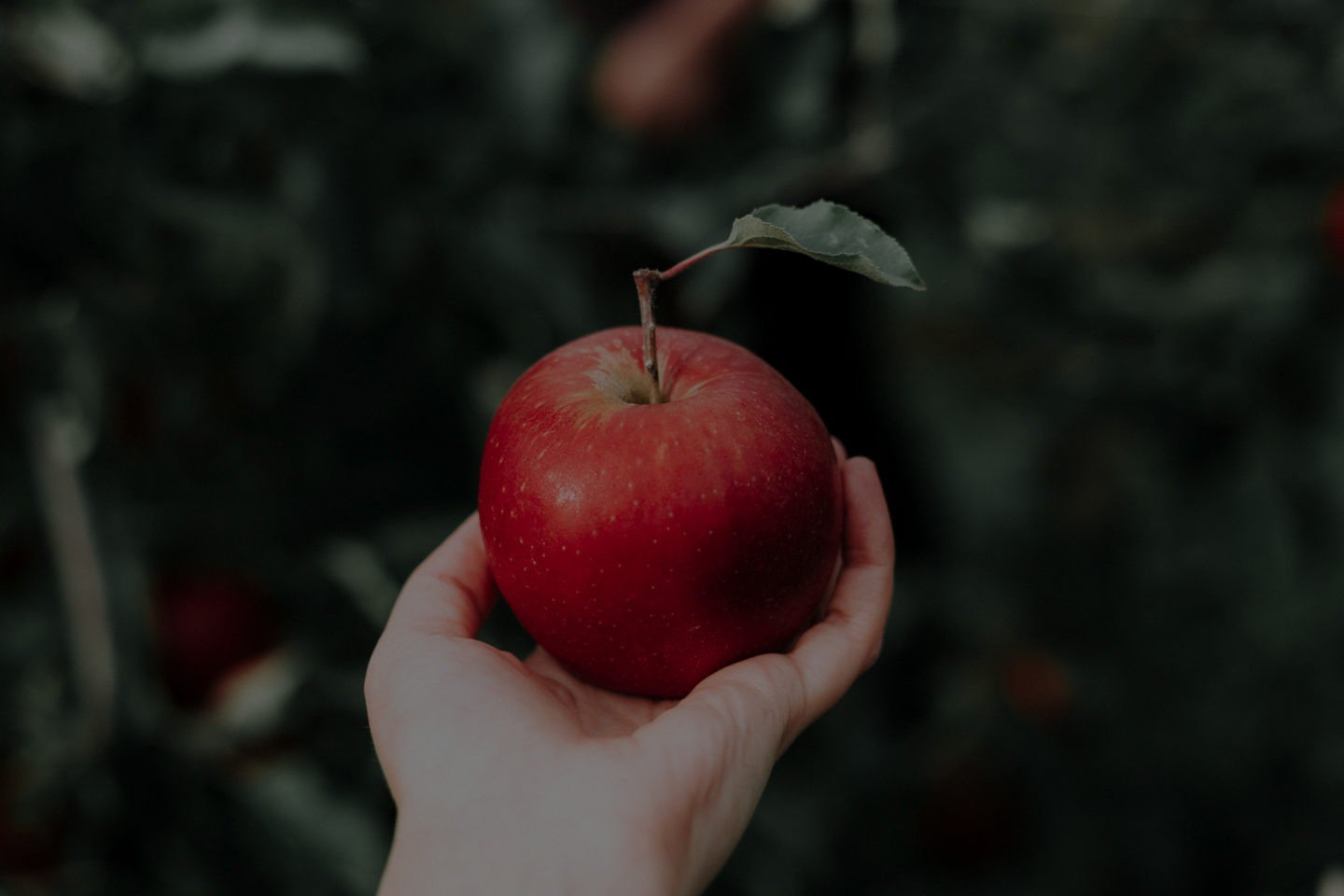 Omena ja kolesteroli: Pitääkö omena päivässä lääkärin loitolla?